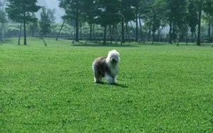 宠物小狗草地玩耍壁纸_19