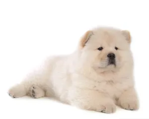 松狮犬图片_4
