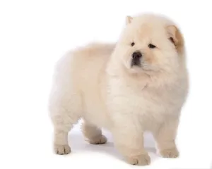 松狮犬图片_5
