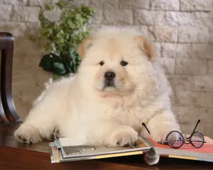 松狮犬图片_6