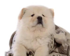 松狮犬图片_8