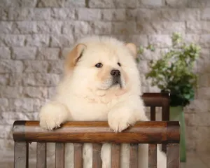 松狮犬图片_10