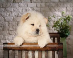 松狮犬图片_11