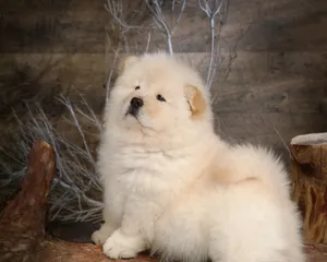 松狮犬图片_12