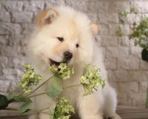 松狮犬图片_13