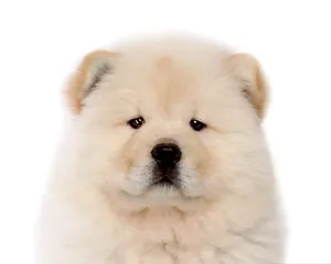 松狮犬图片_14
