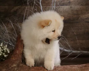 松狮犬图片_15