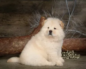 松狮犬图片_16