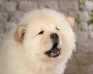 松狮犬图片_18