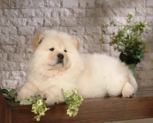 松狮犬图片_19