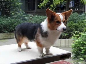 柯基犬