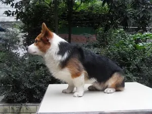 柯基犬_2