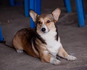 柯基犬_3