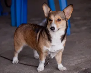 柯基犬_4