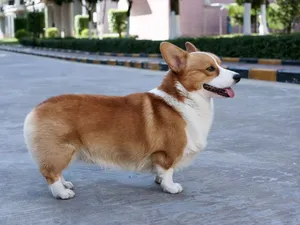 柯基犬_5