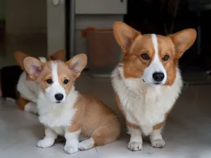 柯基犬_6