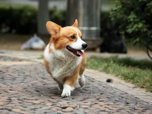 柯基犬_7