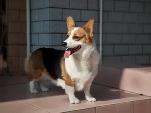 柯基犬_8