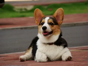 柯基犬_9