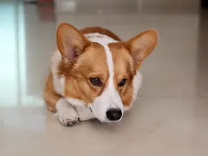 柯基犬_10