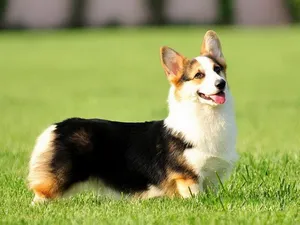 柯基犬_11