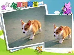 柯基犬_12