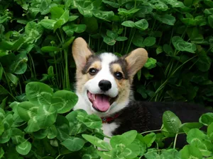 柯基犬_13
