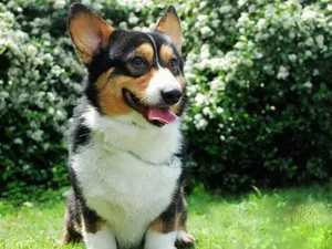 柯基犬_14