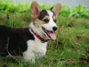 柯基犬_15