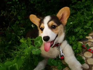 柯基犬_16