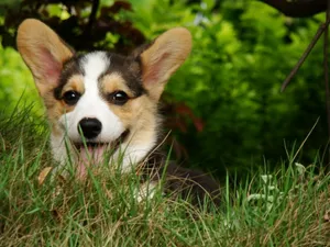柯基犬_17