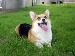 柯基犬_19