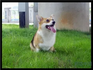 柯基犬_20