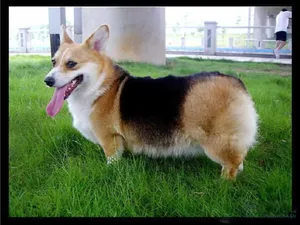 柯基犬_21