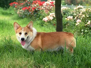 柯基犬_22