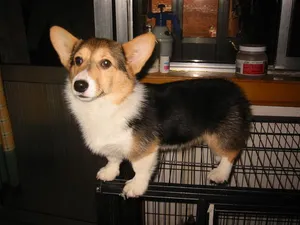 柯基犬_23