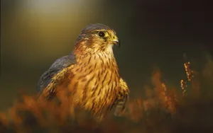 鹰科鸟类壁纸_7