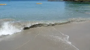 海浪浪花图片_4