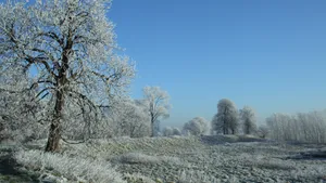 高清白色雪景图片_11