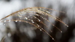 高清芦苇图片大全_7