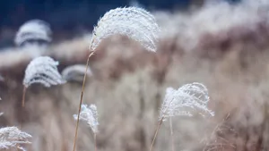高清芦苇图片大全_10
