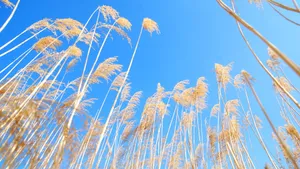 高清芦苇图片大全_11