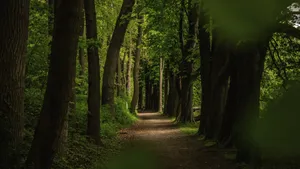 幽静的小树林图片_6