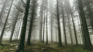 绿色森林树林风景图片_5