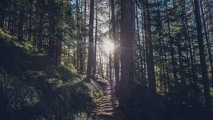 绿色森林树林风景图片_6
