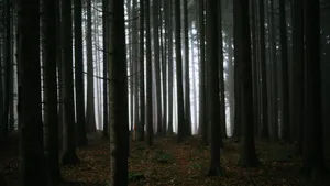 绿色森林树林风景图片_8