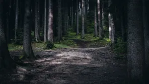 绿色森林树林风景图片_9