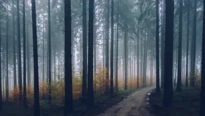 森林里的树木图片_2
