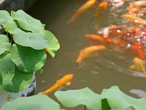 可爱的锦鲤