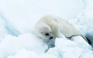 可爱的小海豹_3